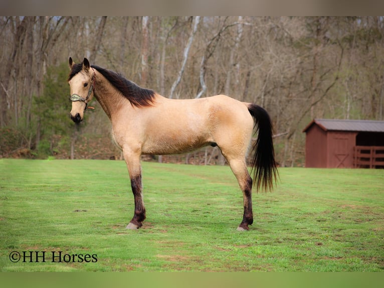 Tennessee walking horse Gelding 8 years 15 hh Buckskin in Flemingsburg KY