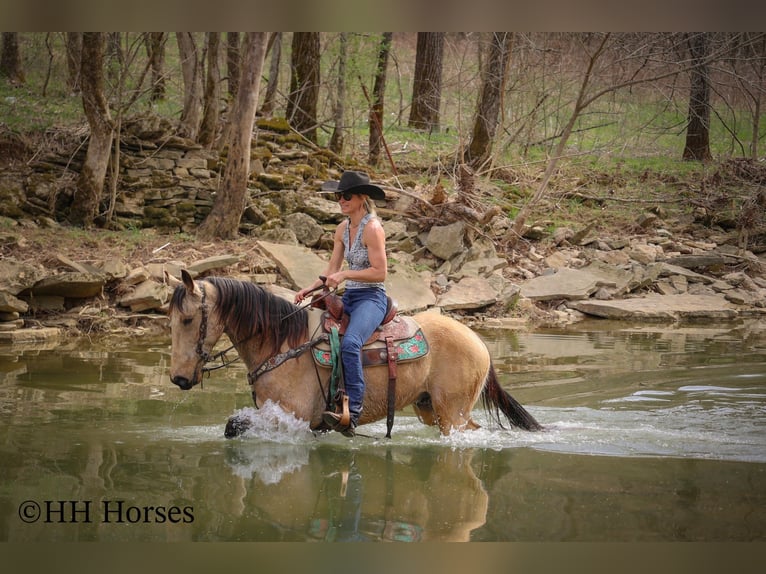 Tennessee walking horse Gelding 8 years 15 hh Buckskin in Flemingsburg KY