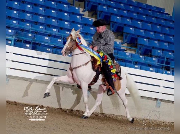 Tennessee walking horse Gelding 8 years 15 hh Palomino in Lewisburg, tn