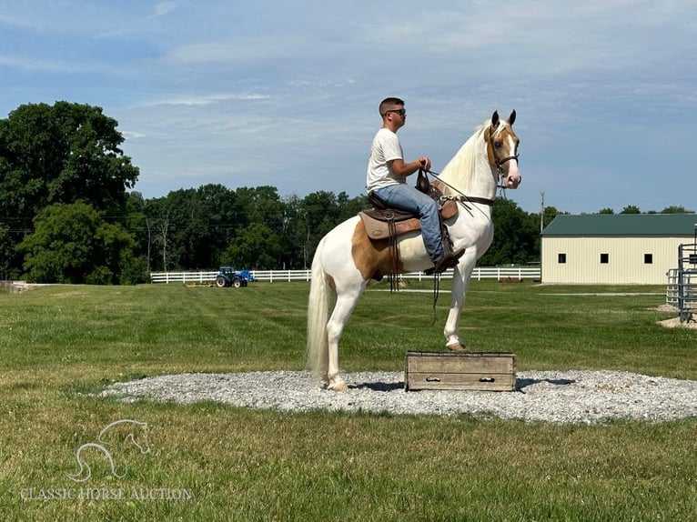 Tennessee walking horse Gelding 8 years 15 hh Palomino in Lewisburg, tn