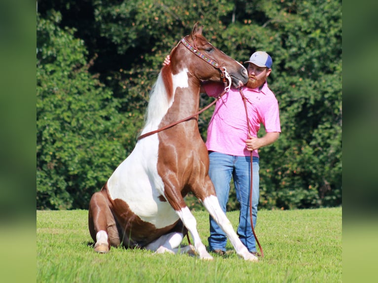 Tennessee walking horse Gelding 8 years 15 hh Tobiano-all-colors in &#x9;North Carolina