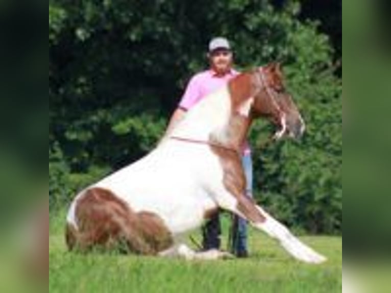 Tennessee walking horse Gelding 8 years 15 hh Tobiano-all-colors in &#x9;North Carolina