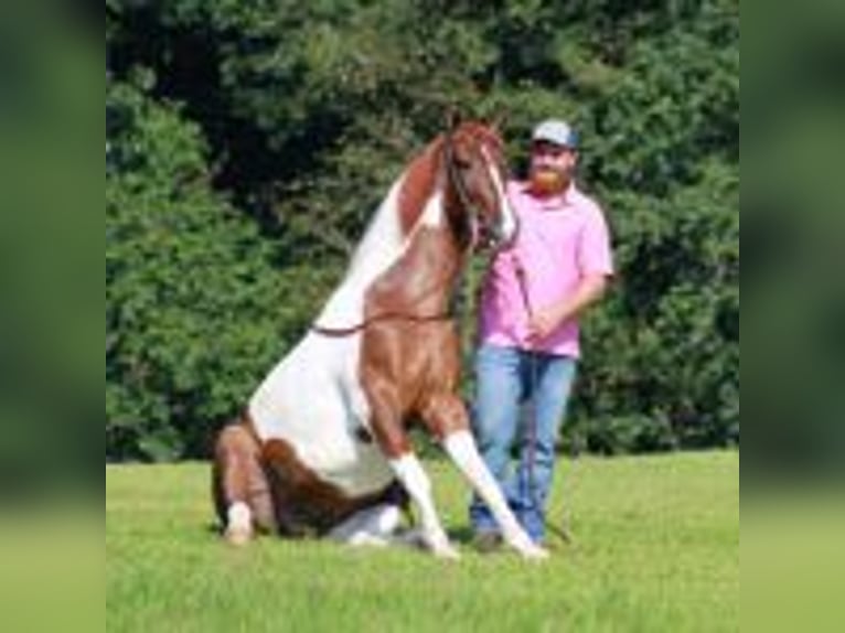 Tennessee walking horse Gelding 8 years 15 hh Tobiano-all-colors in &#x9;North Carolina