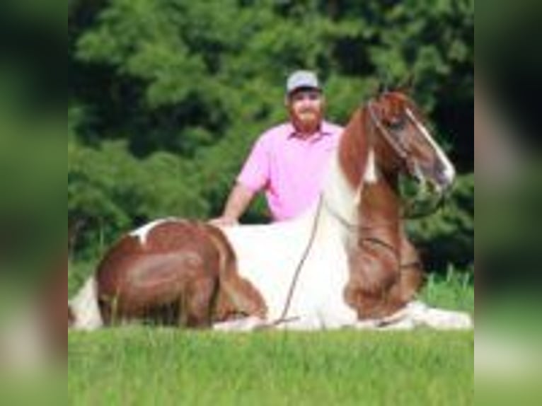 Tennessee walking horse Gelding 8 years 15 hh Tobiano-all-colors in &#x9;North Carolina
