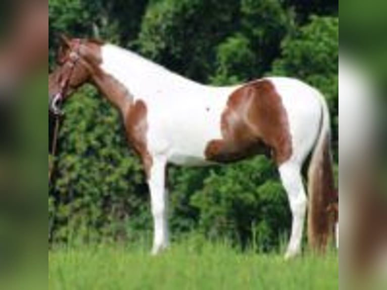 Tennessee walking horse Gelding 8 years 15 hh Tobiano-all-colors in &#x9;North Carolina