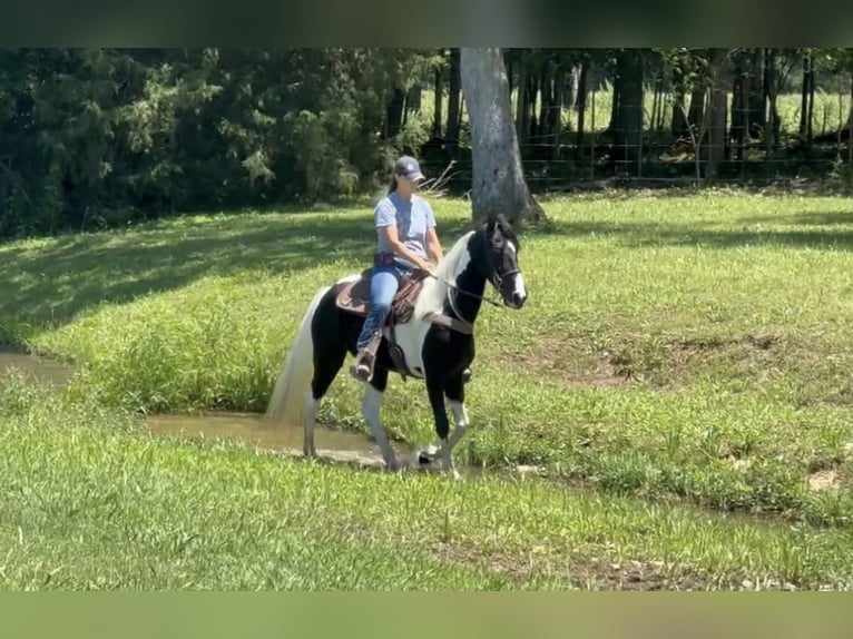 Tennessee walking horse Gelding 8 years 15 hh Tobiano-all-colors in Lewisburg, TN