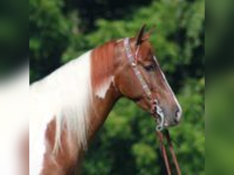 Tennessee walking horse Gelding 8 years 15 hh Tobiano-all-colors in Tennessee