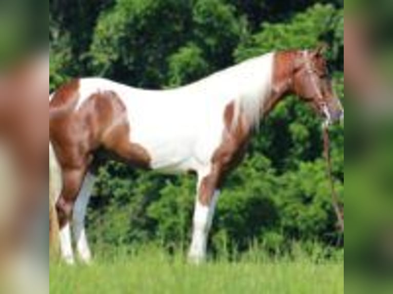 Tennessee walking horse Gelding 8 years 15 hh Tobiano-all-colors in Tennessee