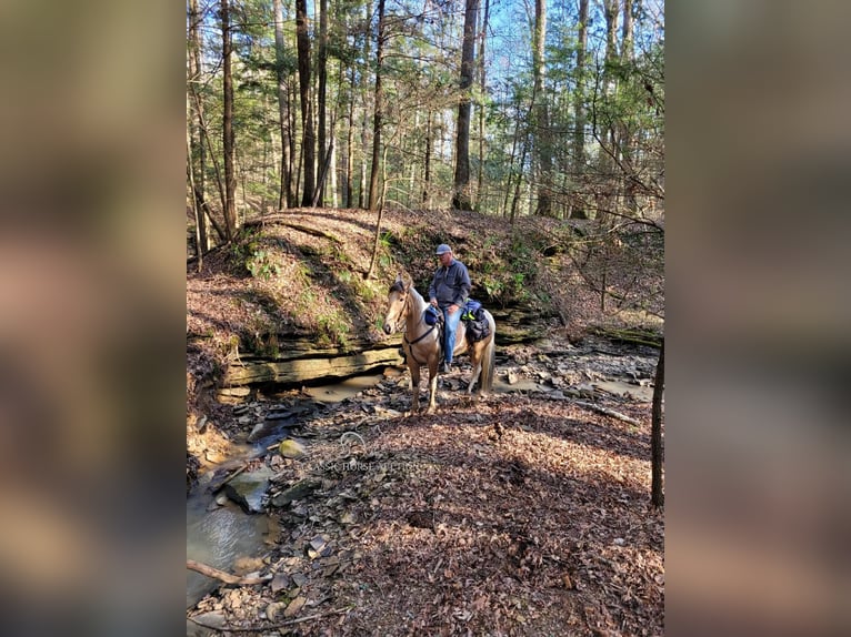 Tennessee walking horse Gelding 8 years 16 hh Buckskin in Lewisburg, TN