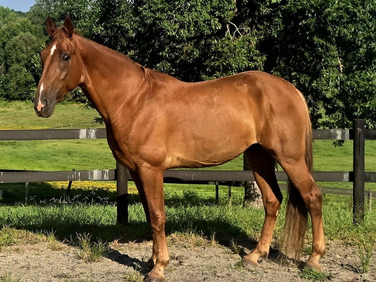 Tennessee walking horse Gelding 8 years 16 hh Chestnut in LANCASTER, SC