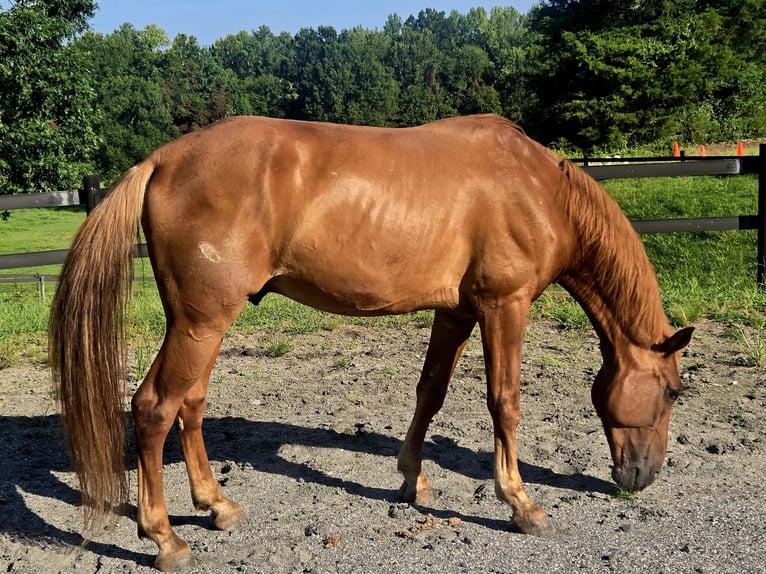 Tennessee walking horse Gelding 8 years 16 hh Chestnut in LANCASTER, SC