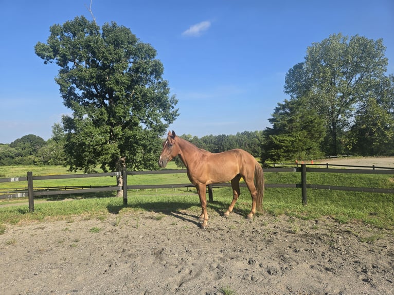 Tennessee walking horse Gelding 8 years 16 hh Chestnut in LANCASTER, SC