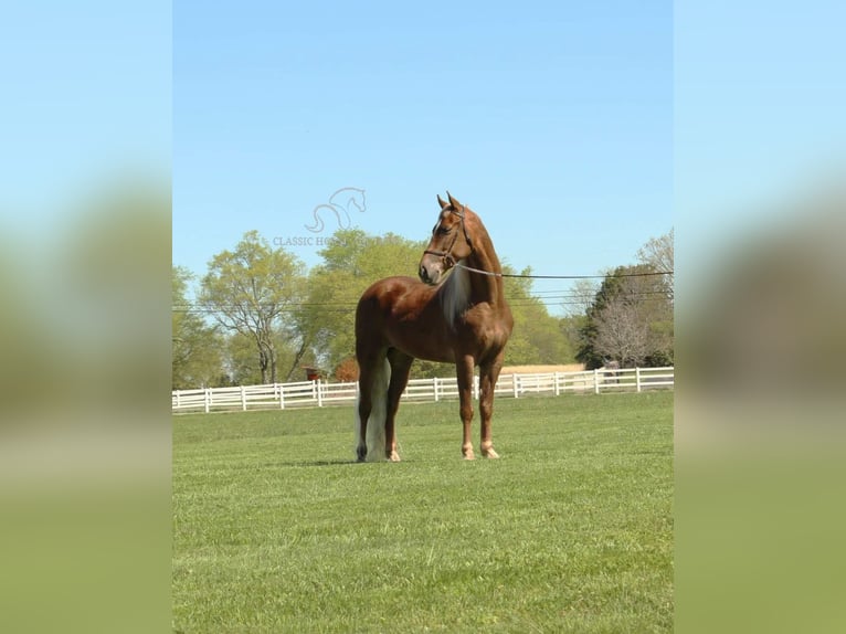 Tennessee walking horse Gelding 8 years 16 hh Chestnut in Lewisburg, TN