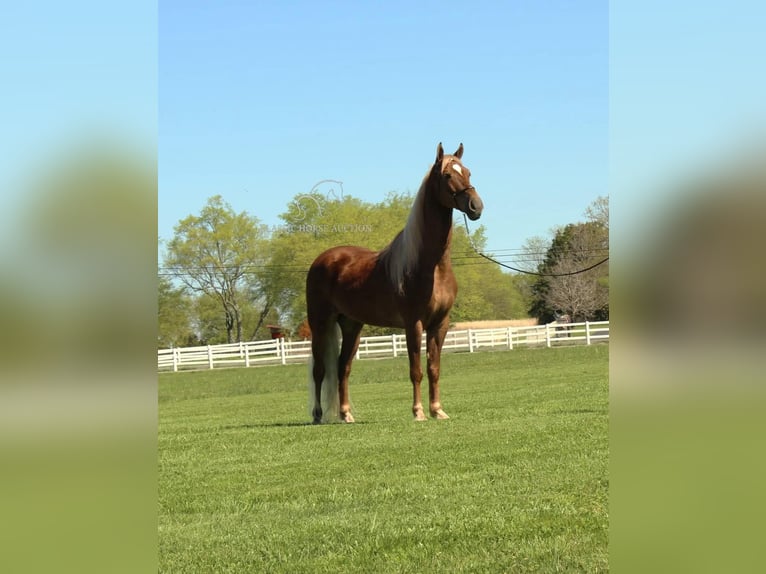 Tennessee walking horse Gelding 8 years 16 hh Chestnut in Lewisburg, TN