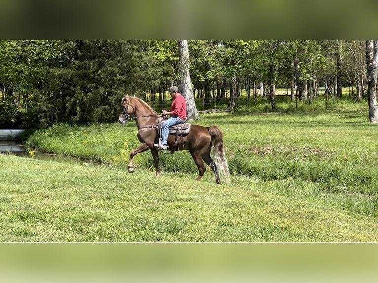 Tennessee walking horse Gelding 8 years 16 hh Chestnut in Lewisburg, TN