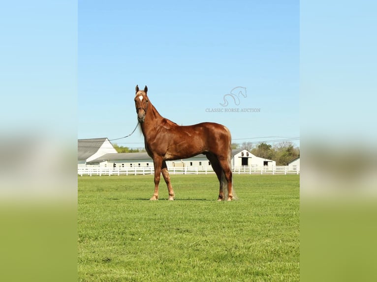 Tennessee walking horse Gelding 8 years 16 hh Chestnut in Lewisburg, TN