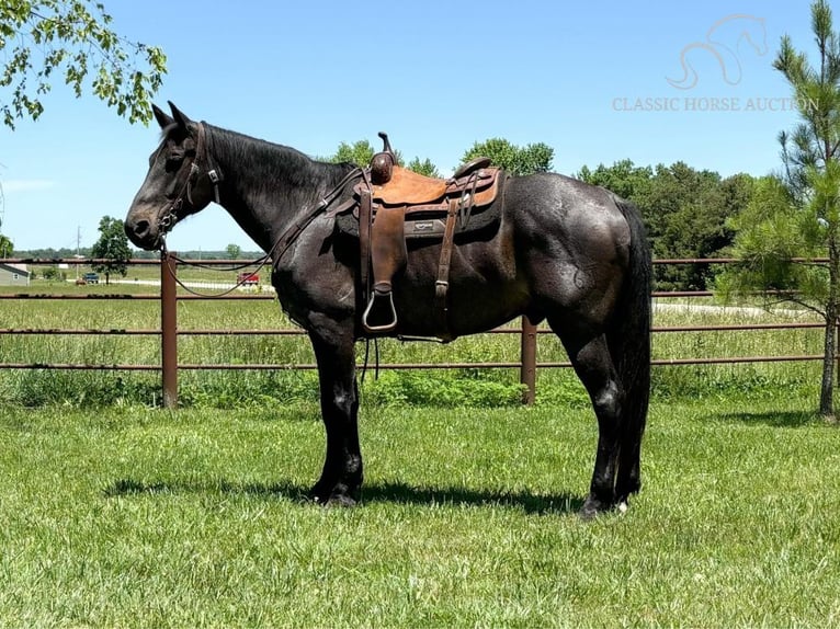 Tennessee walking horse Gelding 8 years 16 hh Roan-Bay in Willow Springs, MO