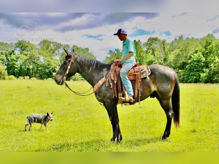 Tennessee walking horse Gelding 8 years 16 hh Roan-Bay in Willow Springs, MO