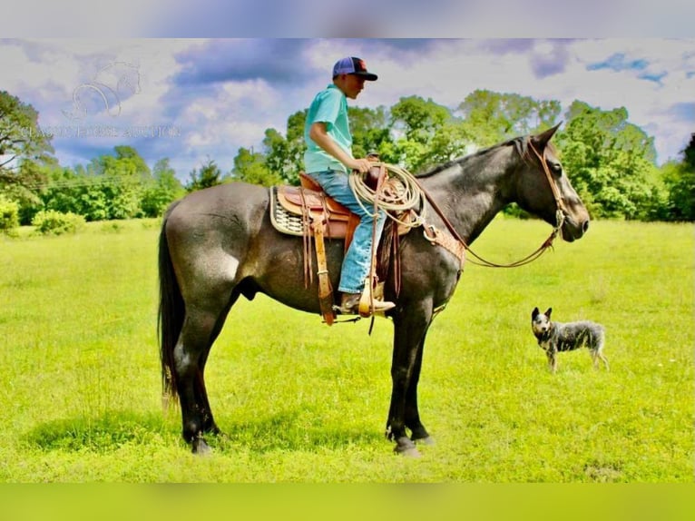 Tennessee walking horse Gelding 8 years 16 hh Roan-Bay in Willow Springs, MO