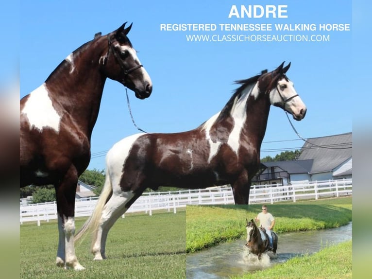 Tennessee walking horse Gelding 8 years 17 hh Tobiano-all-colors in Lewisburg, TN