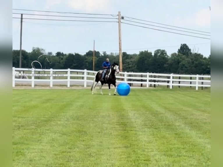 Tennessee walking horse Gelding 8 years 17 hh Tobiano-all-colors in Lewisburg, TN