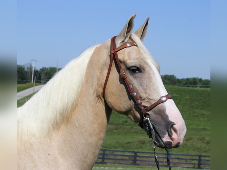 Tennessee walking horse Gelding 8 years Palomino in Whitley City KY