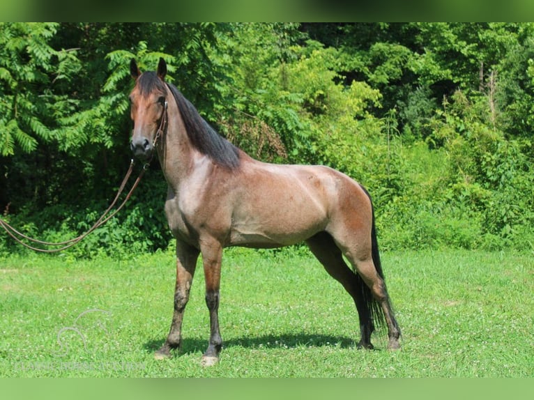 Tennessee walking horse Gelding 9 years 14 hh Roan-Bay in Rockholds, KY