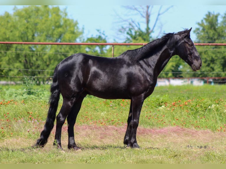 Tennessee walking horse Gelding 9 years 14,3 hh Black in Stephenville TX
