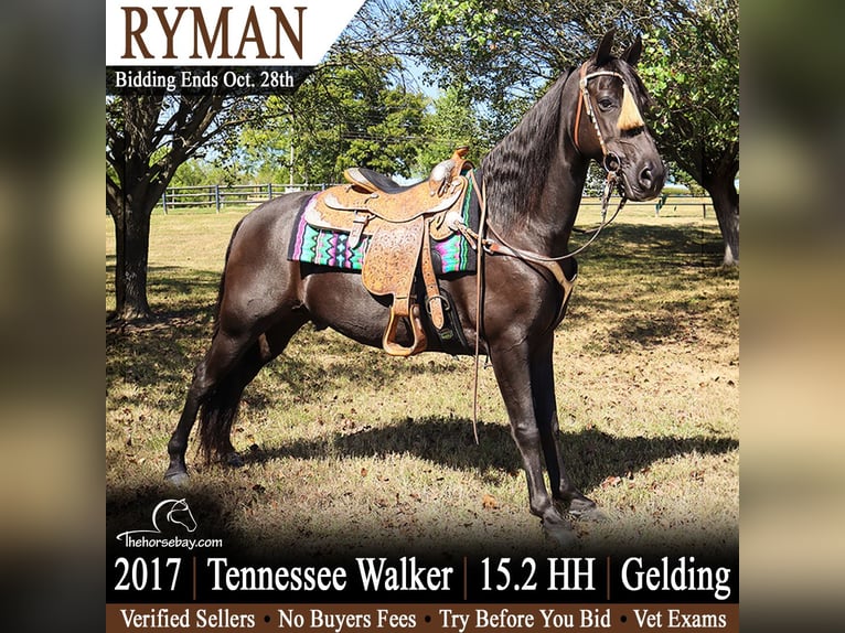 Tennessee walking horse Gelding 9 years 15.1 hh Black in Petersburg, TN
