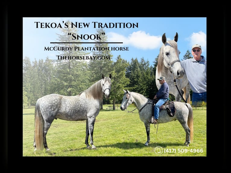 Tennessee walking horse Gelding 9 years 15,1 hh Gray-Dapple in Boring, OR