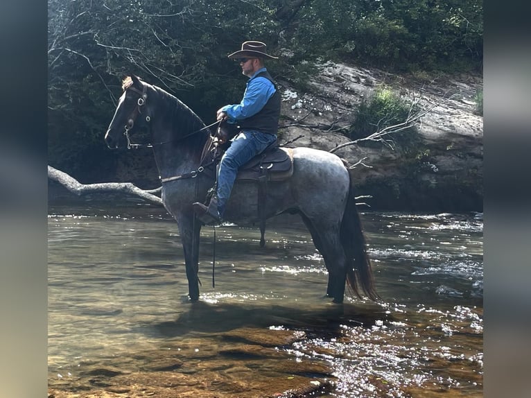 Tennessee walking horse Gelding 9 years 15,3 hh in Whitley City, KY