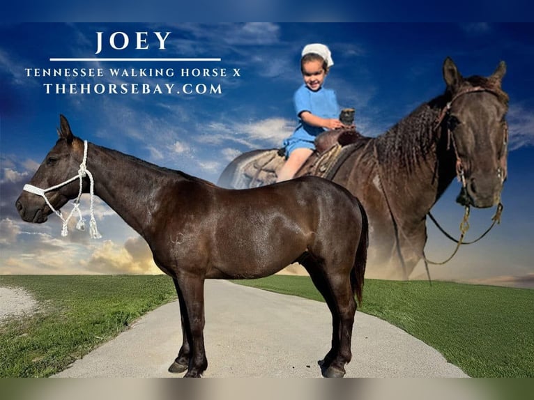 Tennessee walking horse Mix Gelding 9 years 15 hh Bay in Mount Ayr, IA
