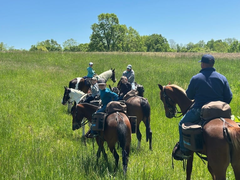 Tennessee walking horse Gelding 9 years 15 hh Sorrel in Lewisburg, TN