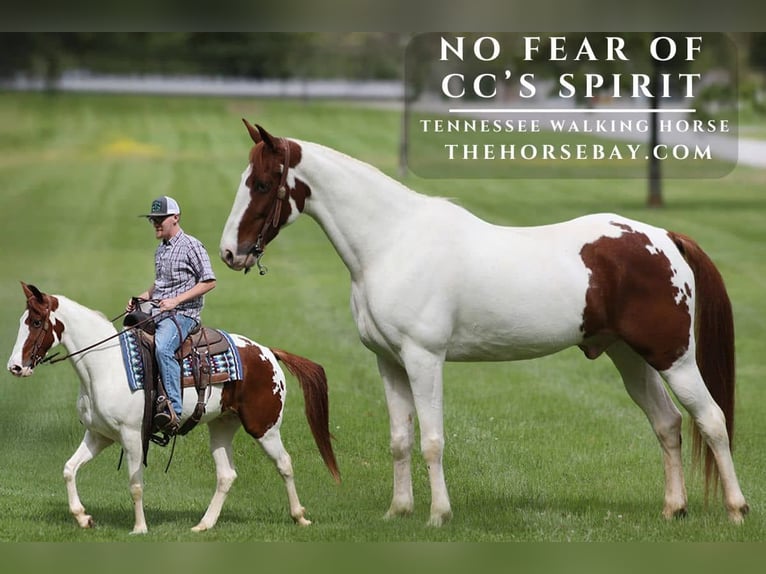 Tennessee walking horse Gelding 9 years 15 hh Tobiano-all-colors in Parkers Lake, KY