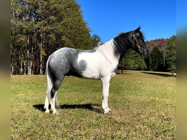 Tennessee walking horse Gelding 9 years 15 hh Tobiano-all-colors in Whitley city kY