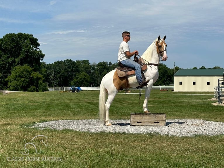 Tennessee walking horse Gelding 9 years 15 hh in Lewisburg, tn