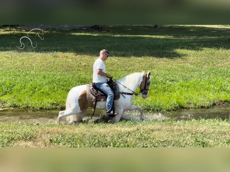 Tennessee walking horse Gelding 9 years 15 hh in Lewisburg, tn