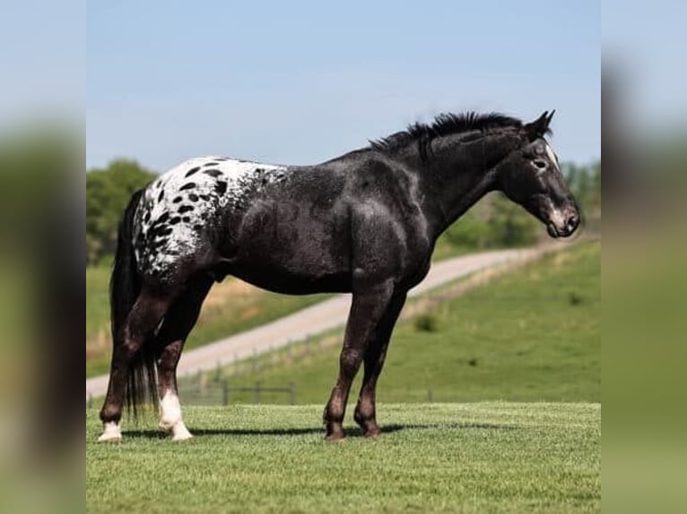 Tennessee walking horse Mix Gelding 9 years 15,1 hh Black in Los Angeles, California