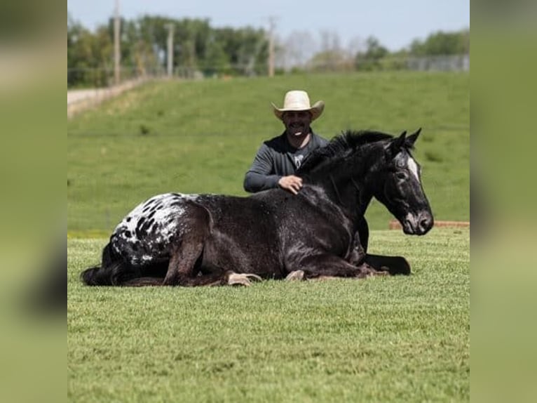 Tennessee walking horse Mix Gelding 9 years 15,1 hh Black in Los Angeles, California