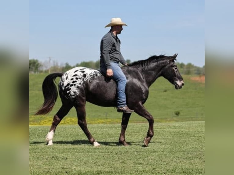 Tennessee walking horse Mix Gelding 9 years 15,1 hh Black in Los Angeles, California