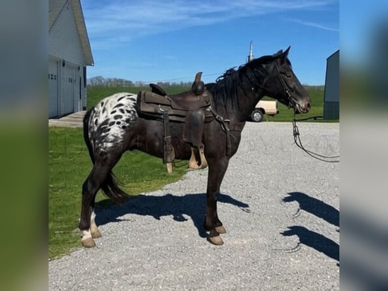 Tennessee walking horse Mix Gelding 9 years 15,1 hh Black in Los Angeles, California