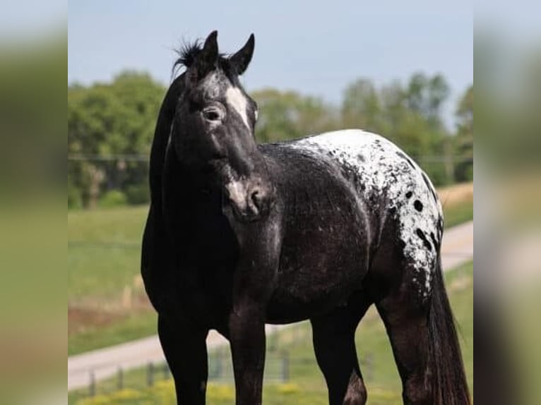 Tennessee walking horse Mix Gelding 9 years 15,1 hh Black in Los Angeles, California