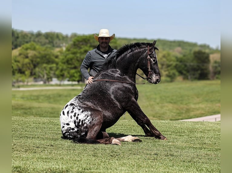 Tennessee walking horse Mix Gelding 9 years 15,1 hh Black in Los Angeles, California