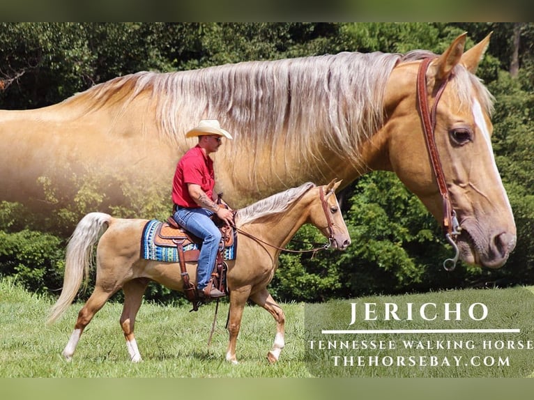 Tennessee walking horse Gelding 9 years 15,1 hh Palomino in Parkers Lake, KY