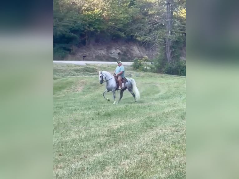 Tennessee walking horse Gelding 9 years 16 hh Grey in Campton, KY
