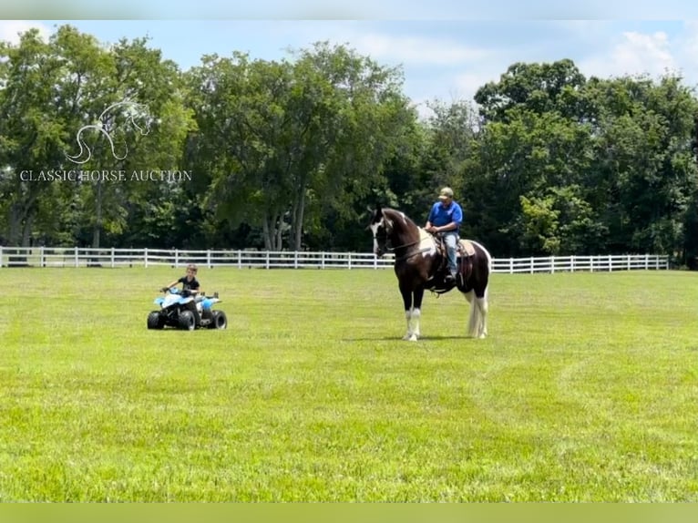 Tennessee walking horse Gelding 9 years 17 hh Tobiano-all-colors in Lewisburg, TN