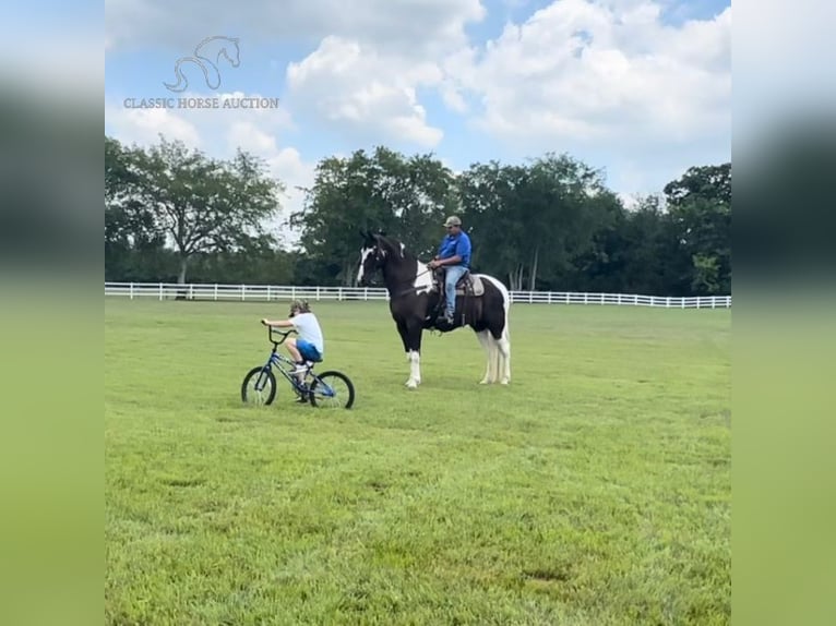 Tennessee walking horse Gelding 9 years 17 hh Tobiano-all-colors in Lewisburg, TN