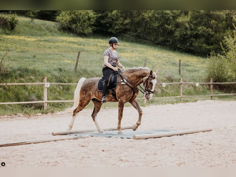 Tennessee walking horse Gelding 9 years in Spalt