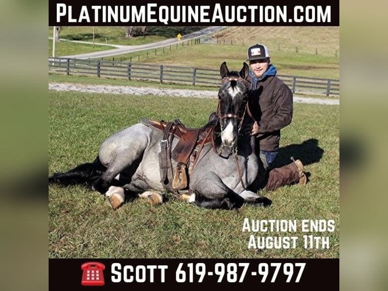 Tennessee walking horse Gelding 9 years Roan-Blue in Bonita CA