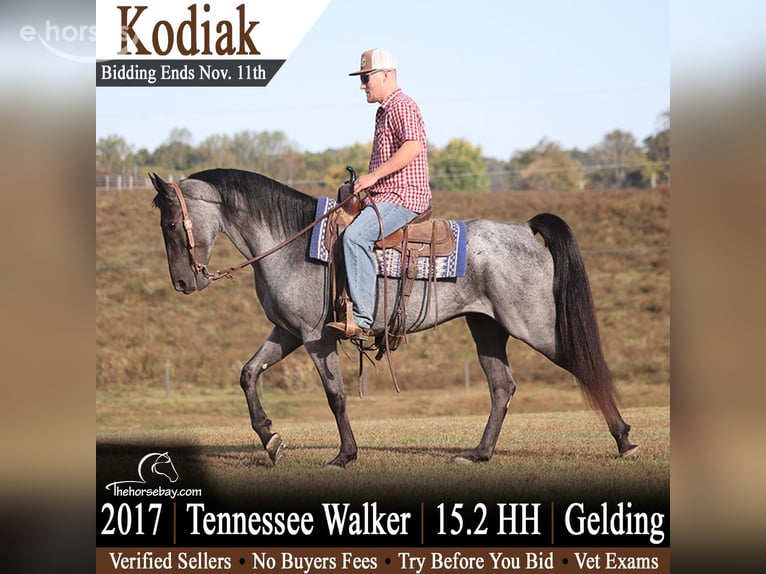 Tennessee walking horse Gelding 9 years Roan-Blue in Parkers Lake, KY